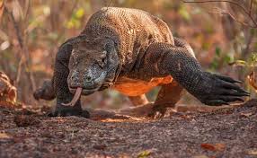 Taman Nasional Komodo