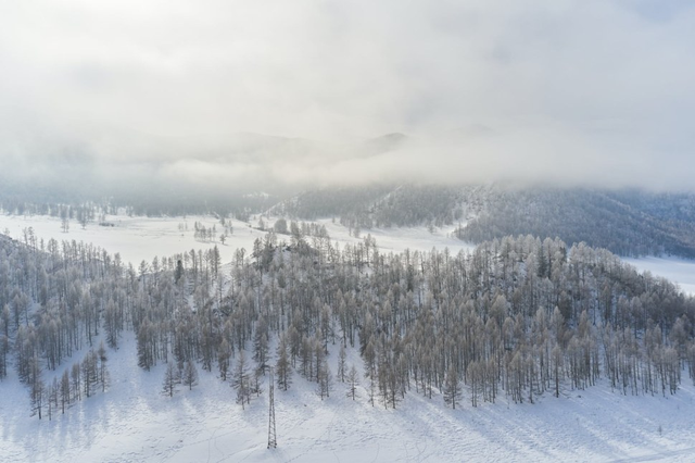 Tumbuhan di Hutan Boreal